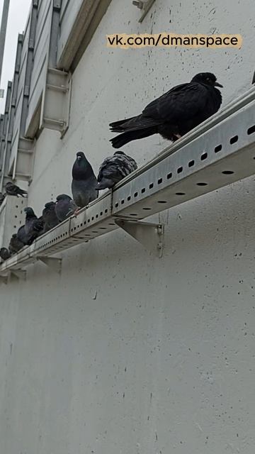 Вот как они решают - где хорошо