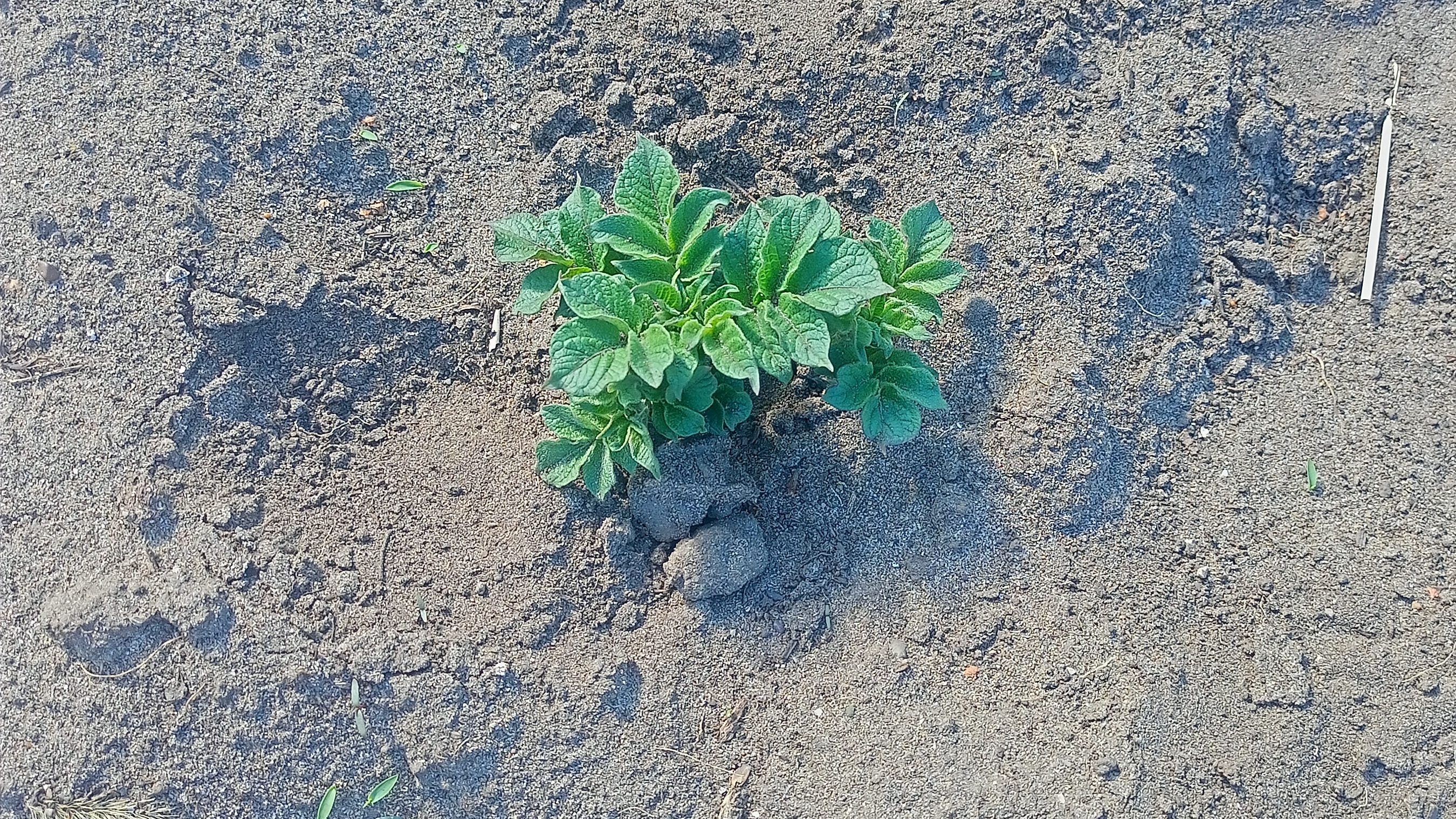 05-06-2026 Якутск. Картошка всходит помалой.