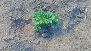 05-06-2026 Якутск. Картошка всходит помалой.