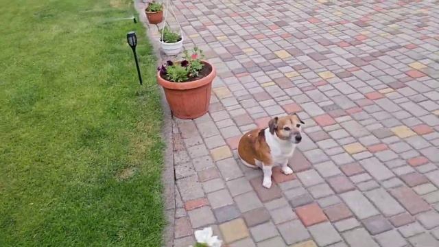 САМВЕЛ АДАМЯН СЫТНИКИ САМЫЙ НЕУДАЧНЫЙ ДЕНЬ..