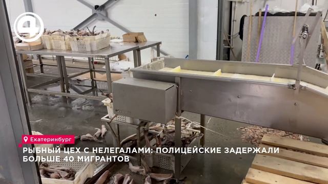 В рыбных цехах в Екатеринбурге задержали более 40 мигрантов