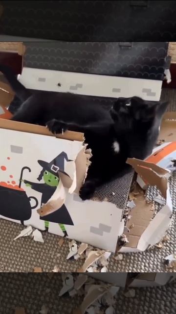 Я дизайнер, я так вижу 😼