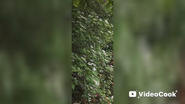 как я побывала в ботаническом саду смотреть онлайн