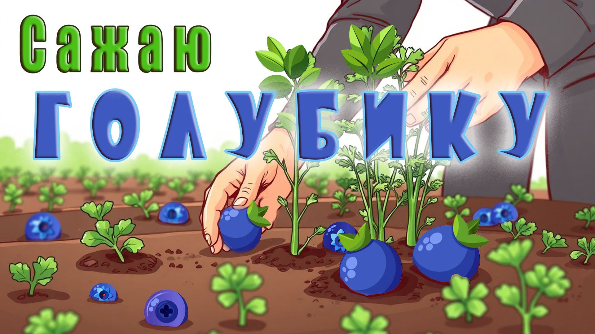 Сажаю Голубику. Грунт. Место.