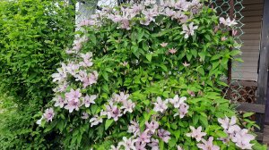 Дела дачные, прореживаю малину... 🏡, начали цвести клематисы 🌺.5.06.26