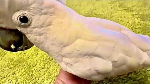 КОШМАР! Так ни одного попугая не уговаривают, только Кешу- и ПОЕМ и ПЛЯШЕМ и руками машем❤️ смотреть онлайн