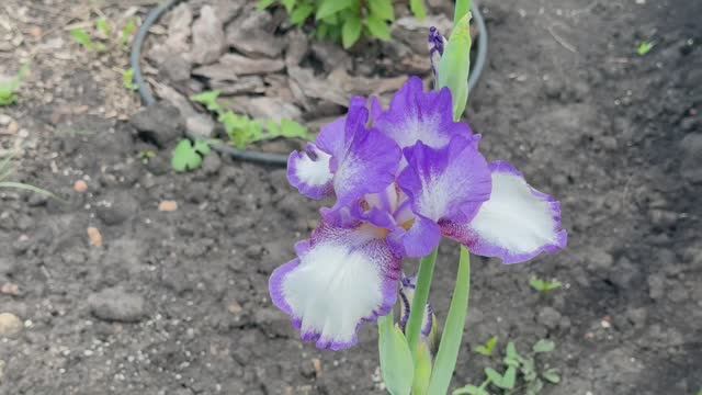 Уборка в доме 💥любуюсь своими цветами 💥ирисы в моём цветнике💥