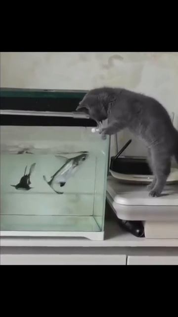 Золотая рыбка не целуй меня. Принеси мне хвостик сладкого угря!