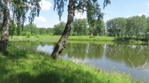 Утка с утятами на пруду и  + 28 С