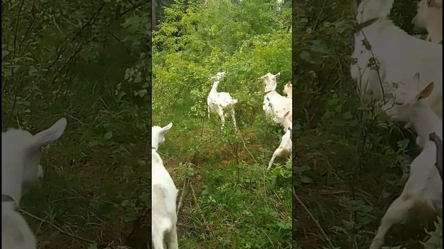 Лето началось с прогулки с козами по лесу. Часть 2. смотреть онлайн