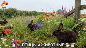 Сельские мотивы 🐏🐓🐇 Видео для души и радости 🌞 (2)