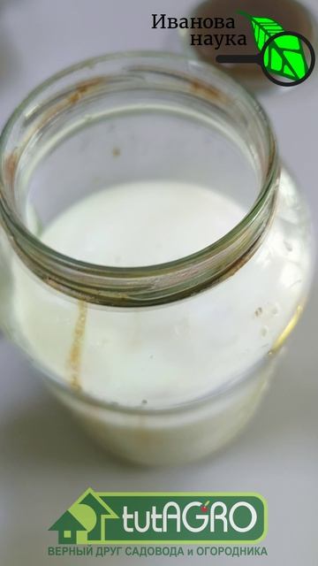 🥛 БЕЗ УДОБРЕНИЙ: огурцы и томаты ЗАВАЛЯТ урожаем! 🍅🥒 Мощнейшая пептидная подкормка на молоке 🛡️