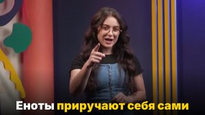 Еноты одомашнивают сами себя — как такое возможно