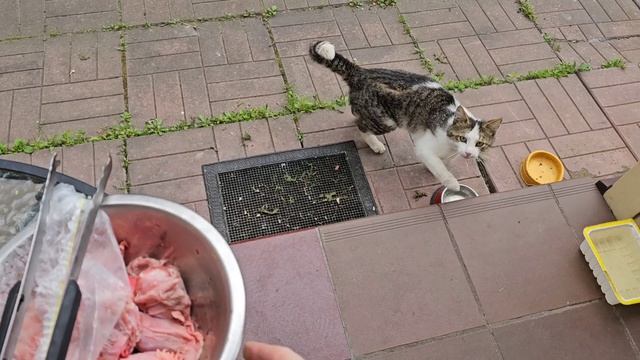 Клёпа не унывает, ему некогда 🐈 смотреть онлайн