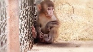 Поставили в угол малыша Сан Саныча и устроили матриархат!😱😂 Где котята? Мясо кошкам и Елисею!