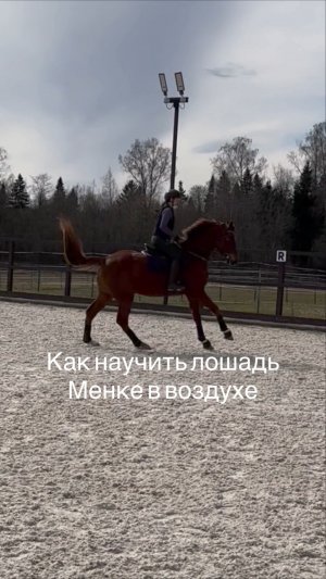 Как научить лошадь Менке в воздухе