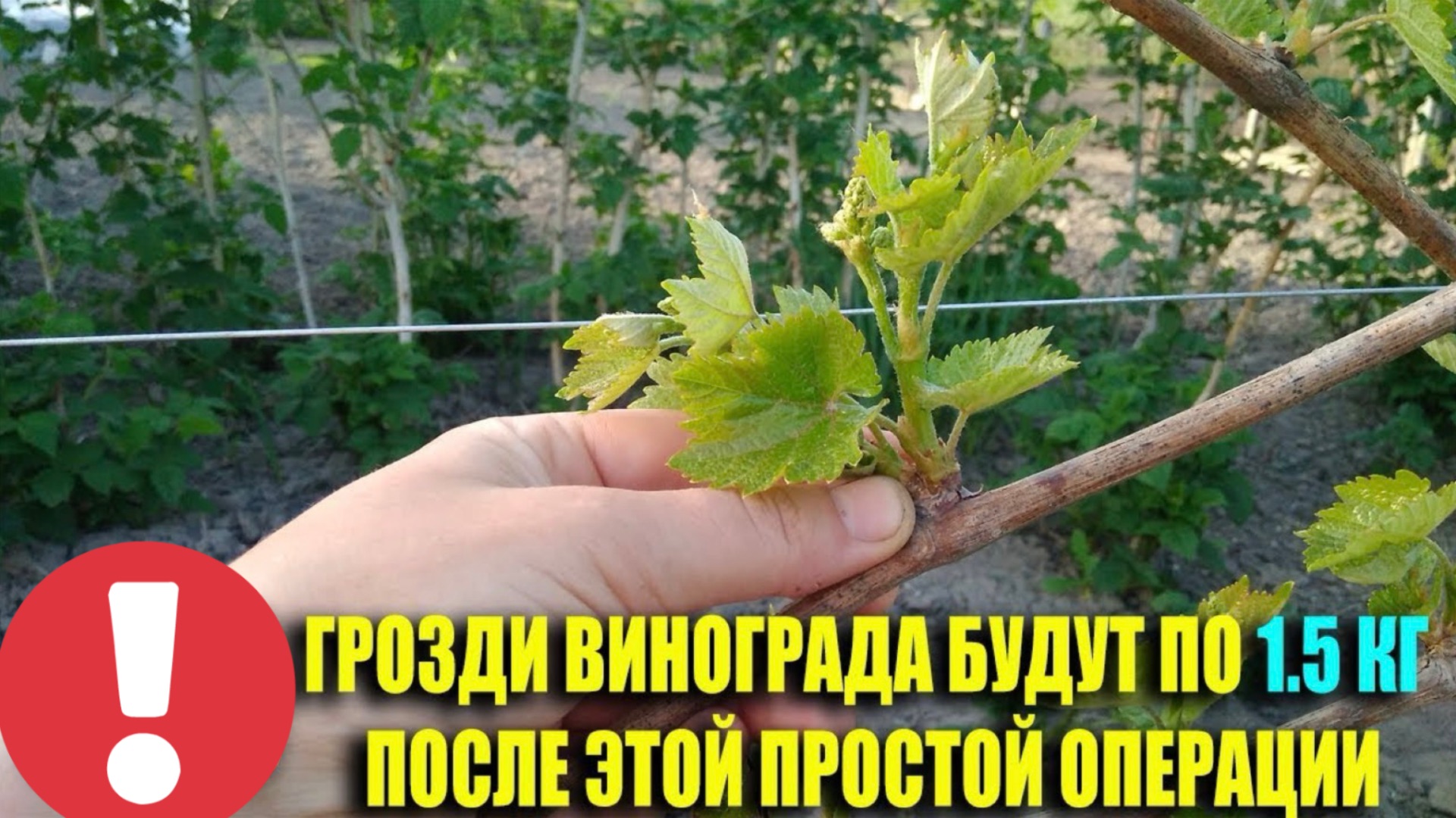 Грозди винограда будут по 15 кг после этой простой операции