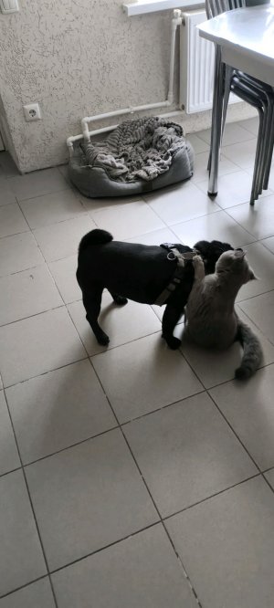 кот и собака