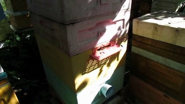 отбор пчел и вывод маток на пасеке пчеловода , 4.06.2026 смотреть онлайн