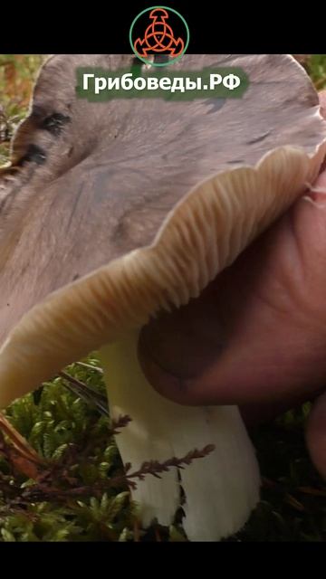 Подзелёнка, Рядовка штриховатая, Рядовка серая (лат. Tricholoma portentosum) смотреть онлайн