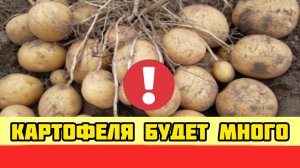 Картофеля будет в 10 РАЗ БОЛЬШЕ только при такой посадке! Супер способ