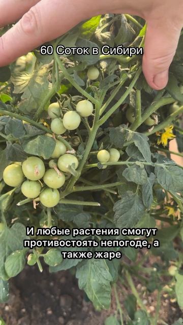 1 таблетка и даже слабые томаты, перцы, огурцы заплодоносят и дадут урожай ведрами!