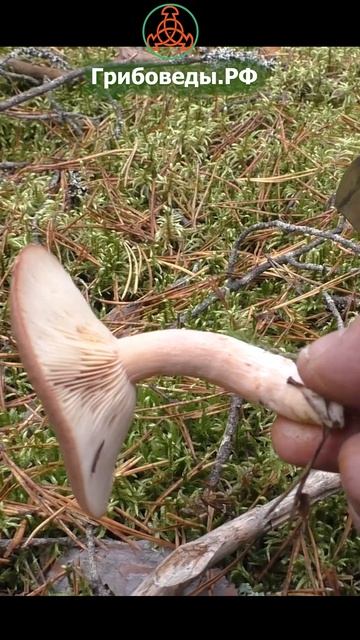 Горькушка, или Груздь горький - Lactarius rufus. Гриб для засола. смотреть онлайн