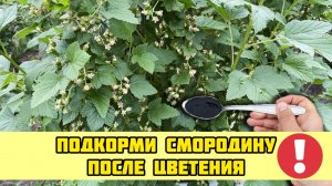 Всего три ложки под СМОРОДИНУ ПОСЛЕ ЦВЕТЕНИЯ! Ягода крупная проверено годами!