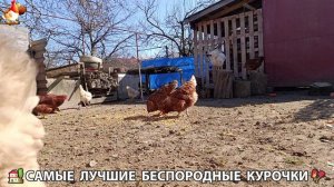 Курочки дворовые селяночки лучшие беспородные несушки 🥚 (17)