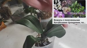 Китайские орхидеи мутанты оставшиеся на восстановлении потихоньку начинают просыпаться