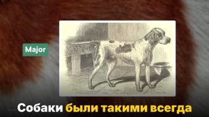 Почему собаки такие разные — и люди тут ни при чём