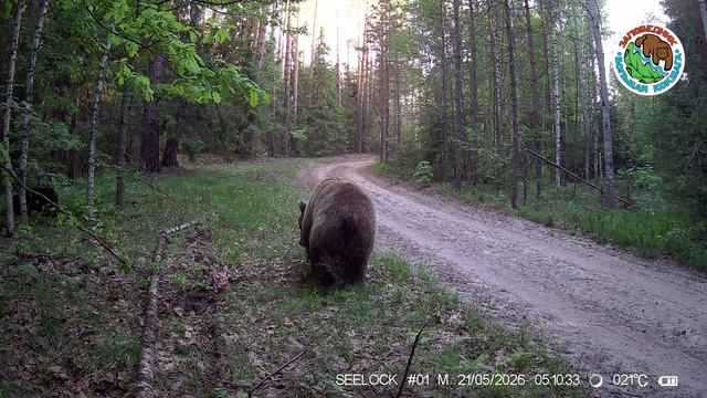 21.05.2026.Медведь .Заповедник Большая Кокшага.Парочка косолапых в дневное время лакомятся пищей