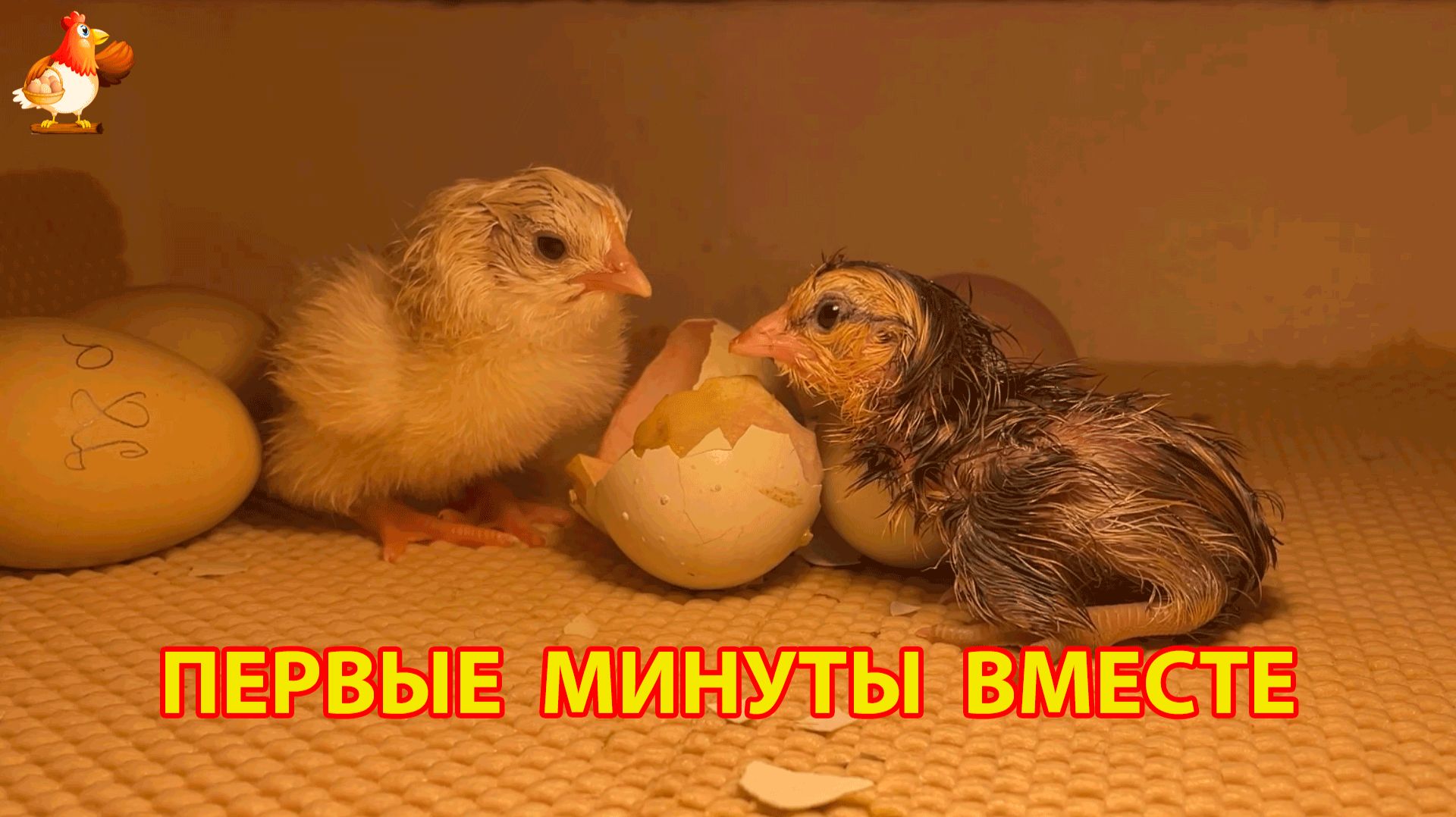 Два только что вылупившихся цыплёнка впервые увидели друг друга в инкубаторе