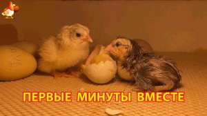 Два только что вылупившихся цыплёнка впервые увидели друг друга в инкубаторе