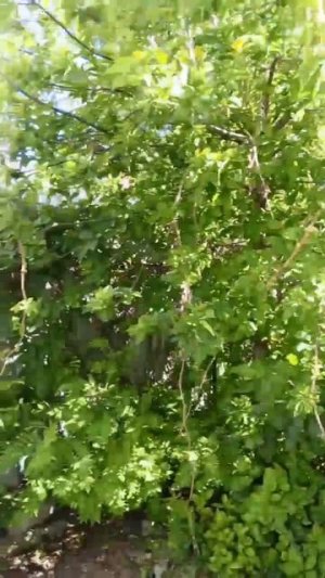 VID_20260605_152540
