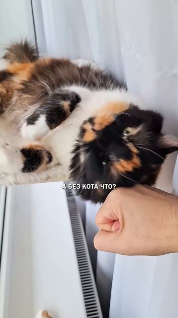 Злые и коты коты