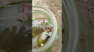 делаю свой вирус