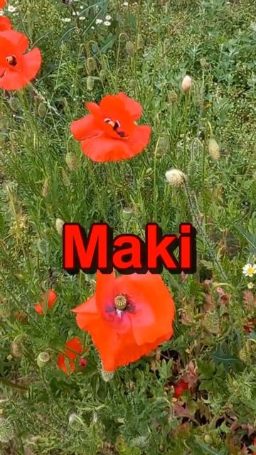 Maki Маки Poppies