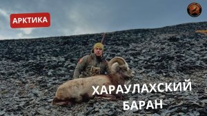 АРКТИКА | ХАРАУЛАХСКИЙ БАРАН  | РЕАЛЬНАЯ ОХОТА