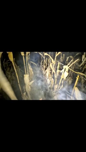 опасная охота на кабана ночью в кукурузе