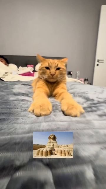Котосфинкс 😺