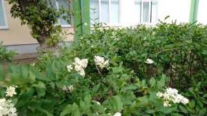 Задумчивые цветы