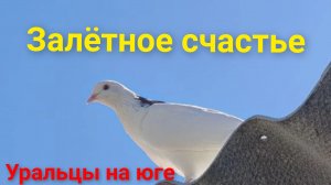 Уральцы на юге/Снова в строю.Штабист.