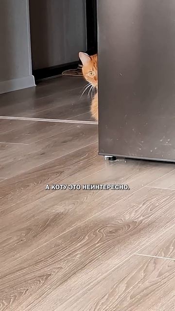 Как наказать кота коты