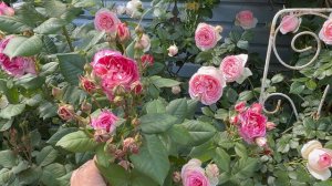 Какие некрасивые розы…написали мне! А вам как они, друзья?