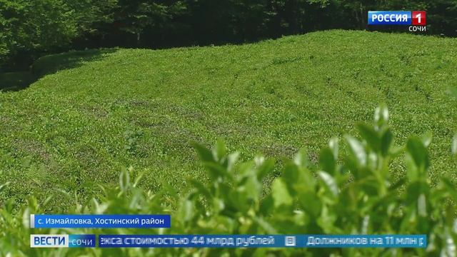 В Сочи из-за погоды майский чай начали собирать только в июне