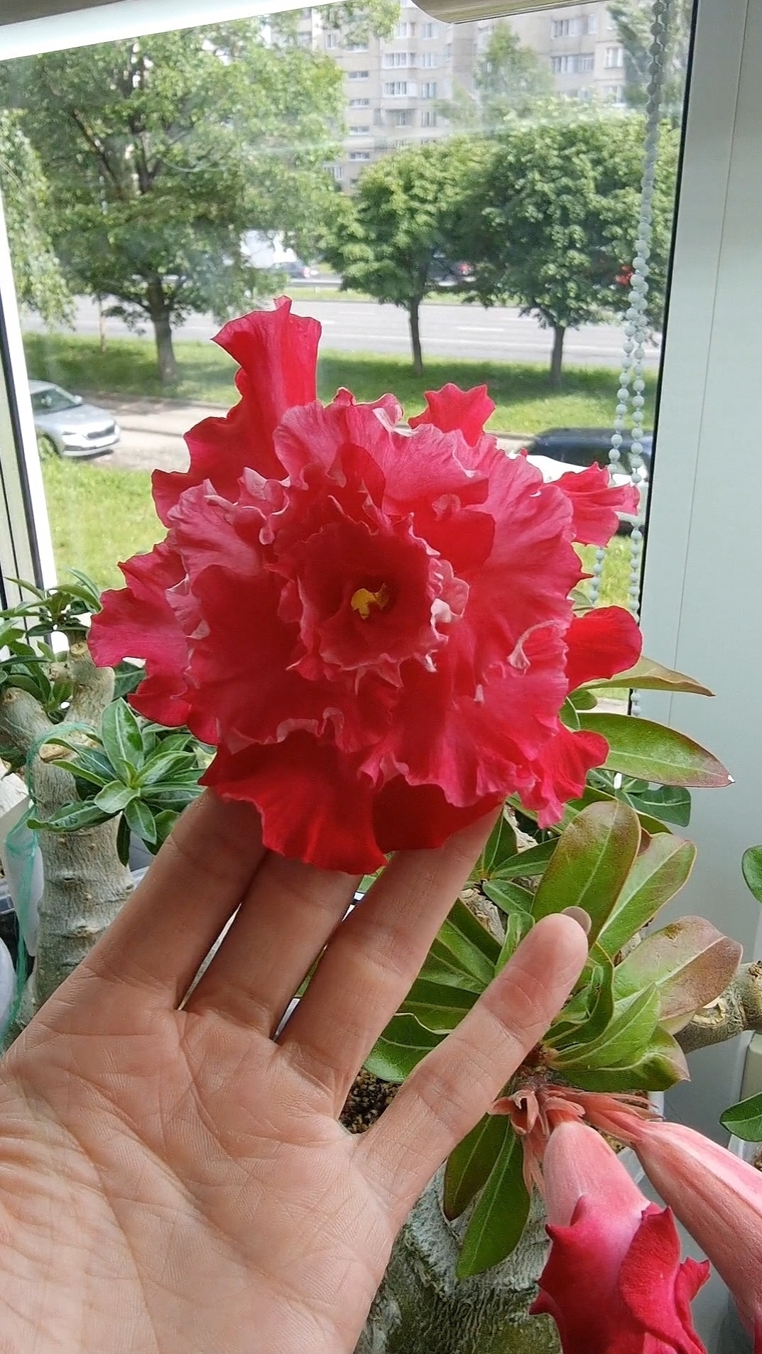 КамелияCamellia. Как всегда на высоте. Завораживает.