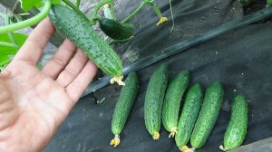 Делитесь своим удачным опытом с другими! 3 июня 2026.