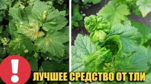 Тля на смородине? Забудьте о ней навсегда!
