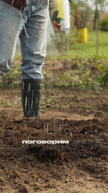 Выращиваем огурцы.